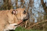 BULLDOG ANGLAIS 116